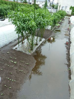 0921農園は大雨.jpg
